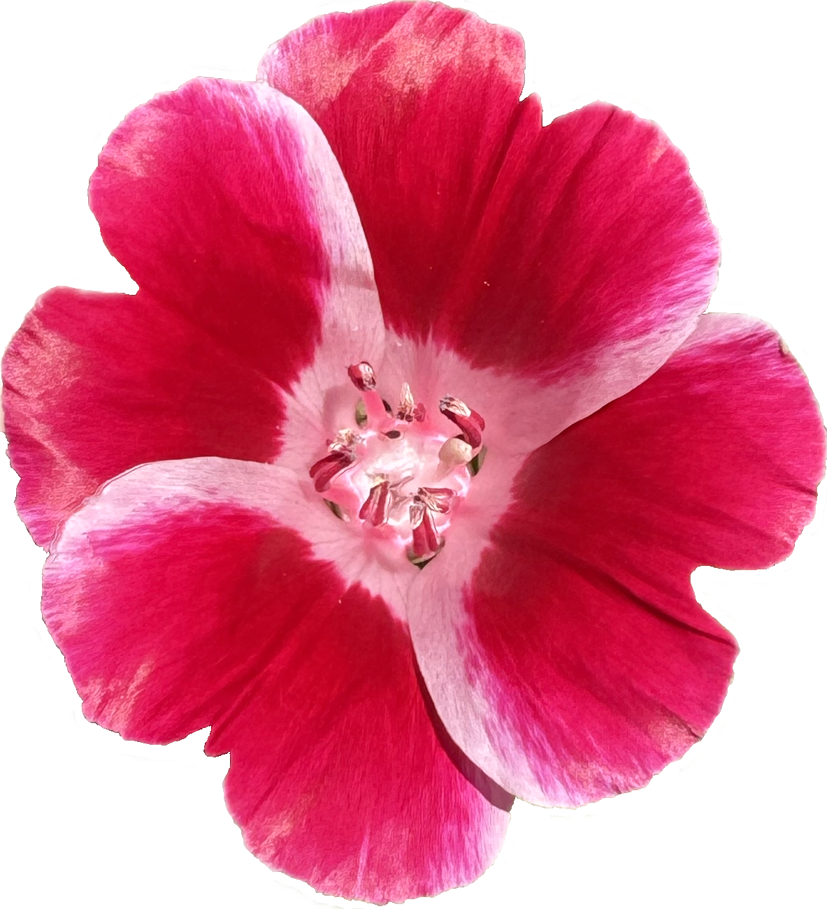Clarkia Mix | Clarkia ssp. seeds