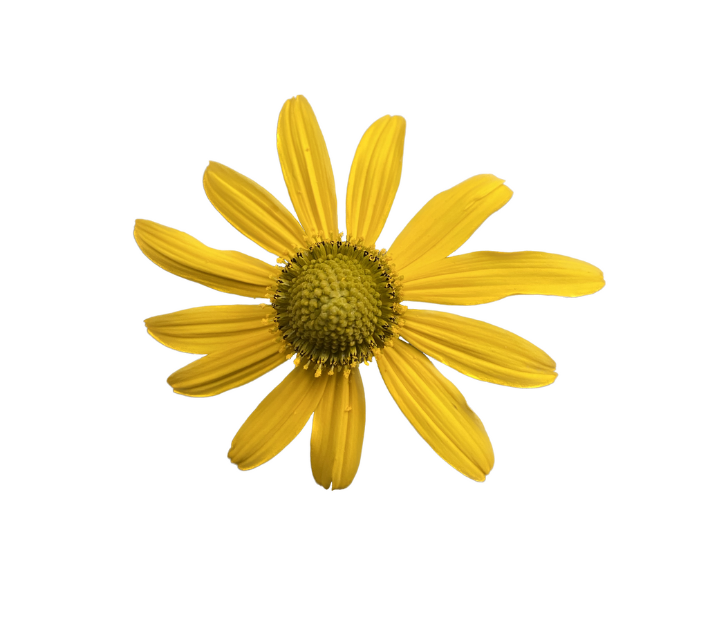 California Coneflower | Rudbeckia californica seeds