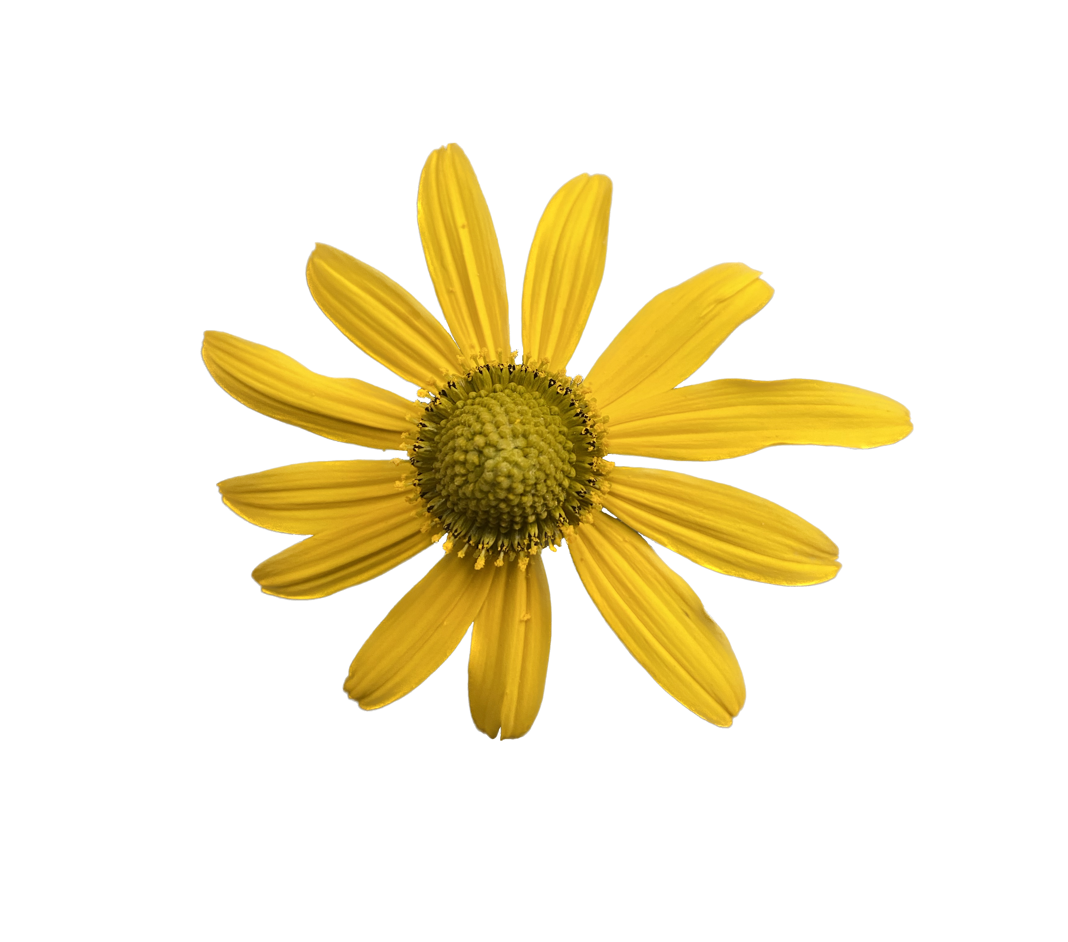 California Coneflower | Rudbeckia californica seeds