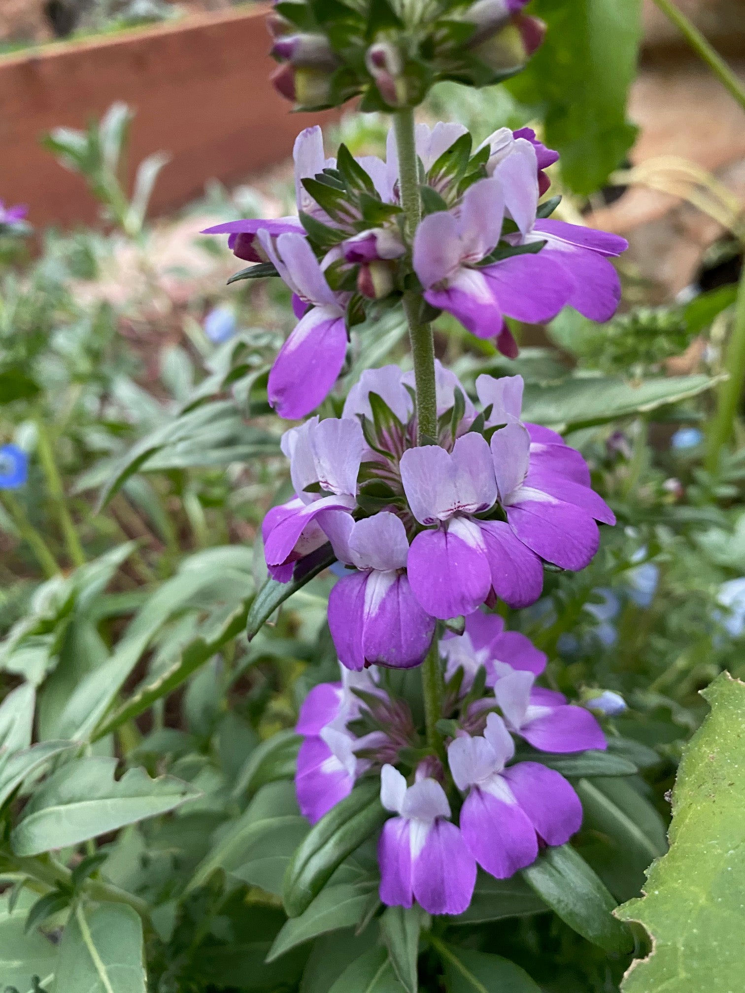Innocence | Purple Chinese Houses | Collinsia heterophylla
