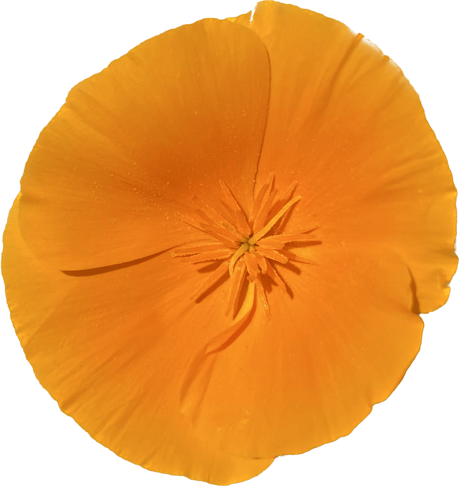 California poppy