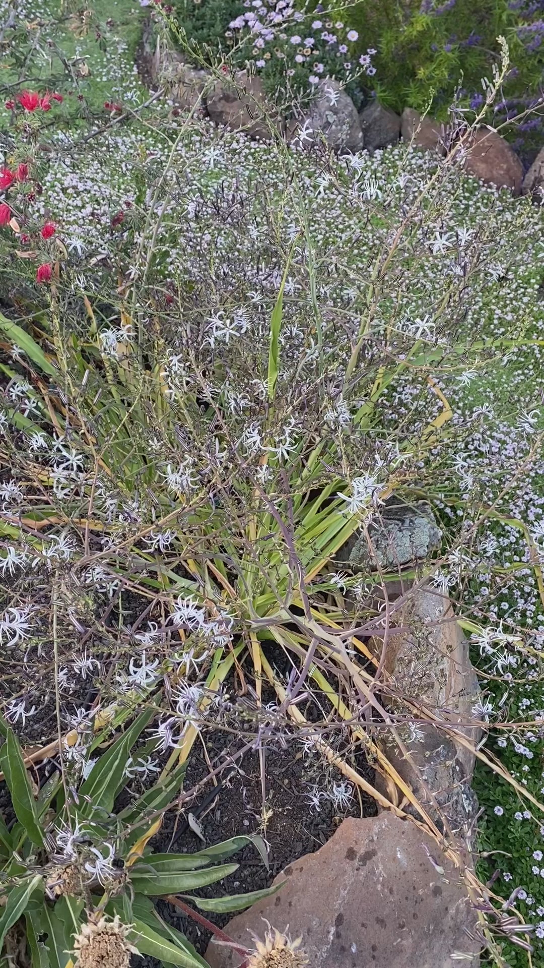 Soap Plant | Chlorogalum pomeridianum