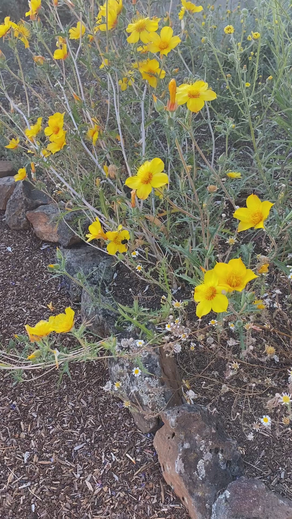 Blazing Star | Mentzelia Lindleyi Seeds