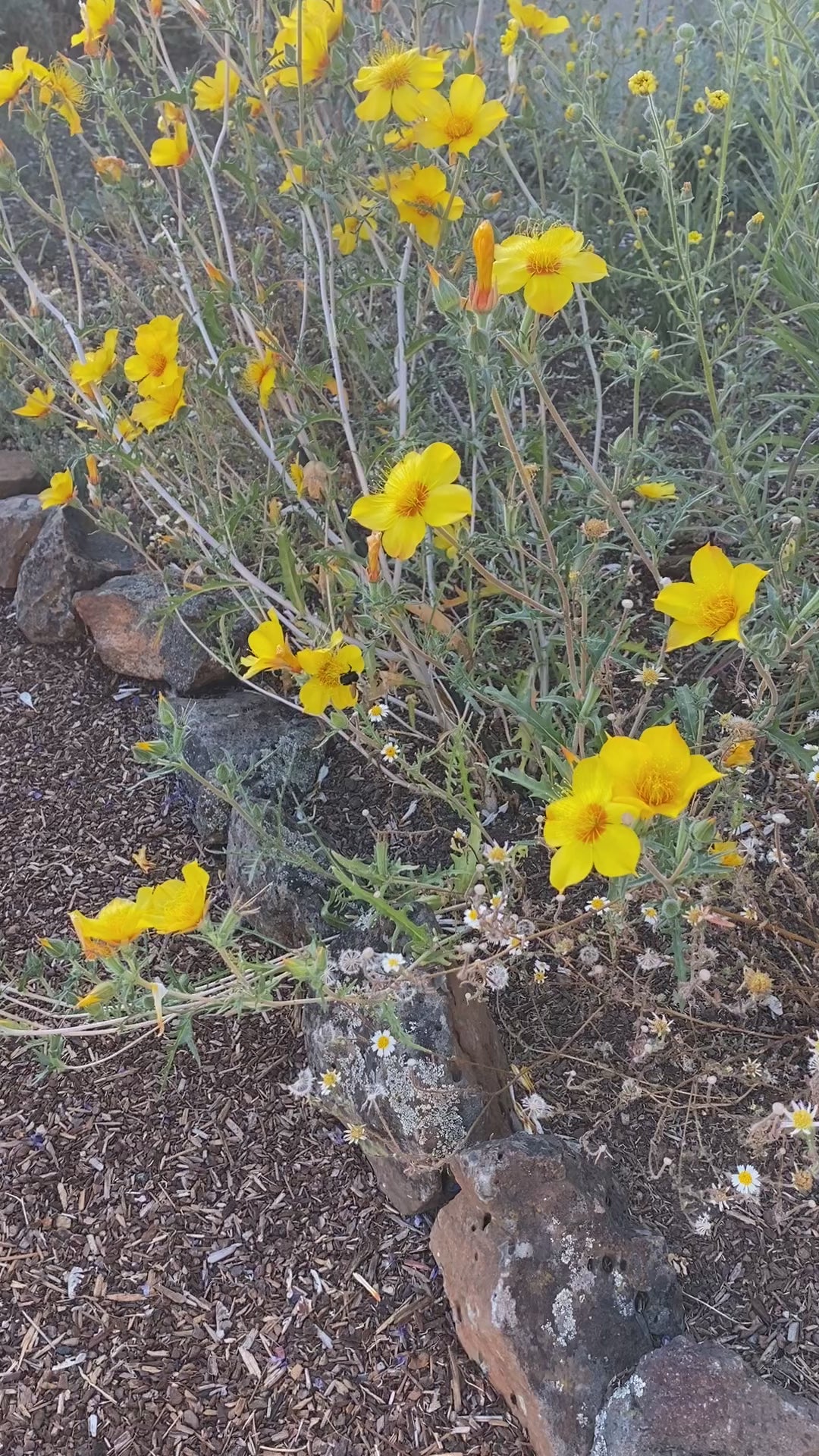 Blazing Star | Mentzelia Lindleyi Seeds