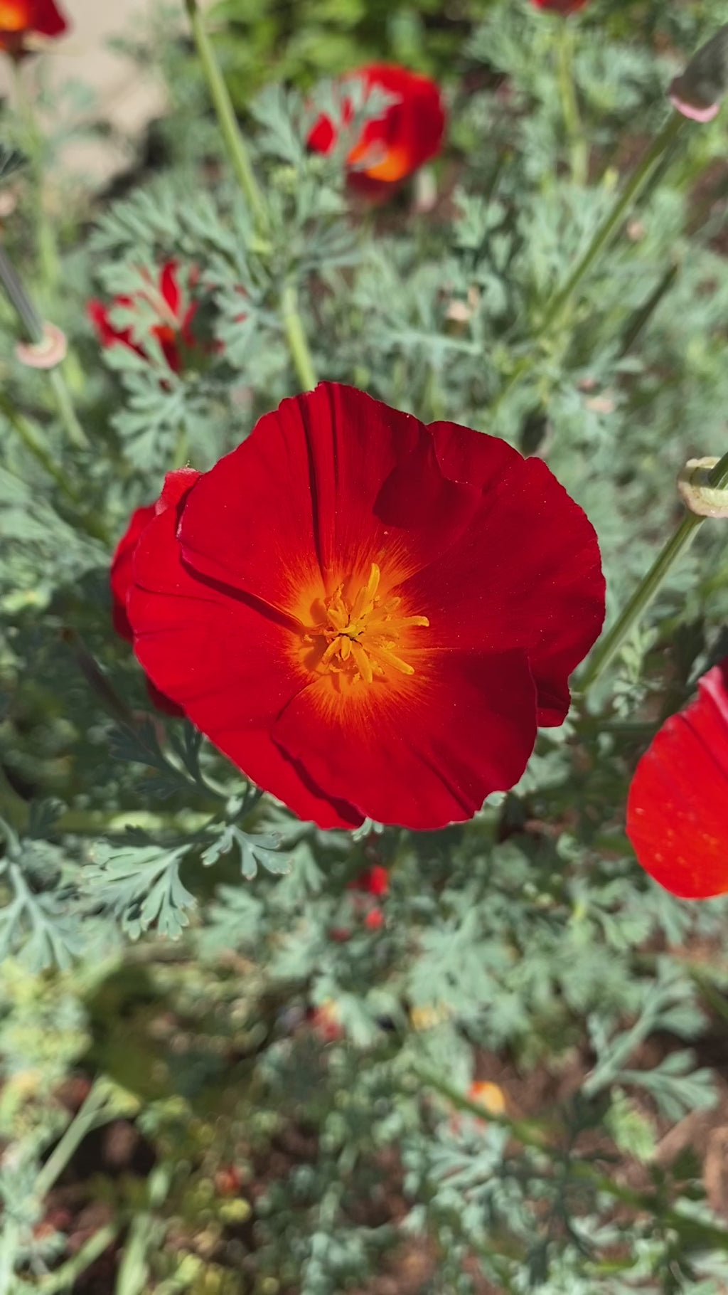 California Poppy "Red Chief" | Eschscholzia californica Seeds