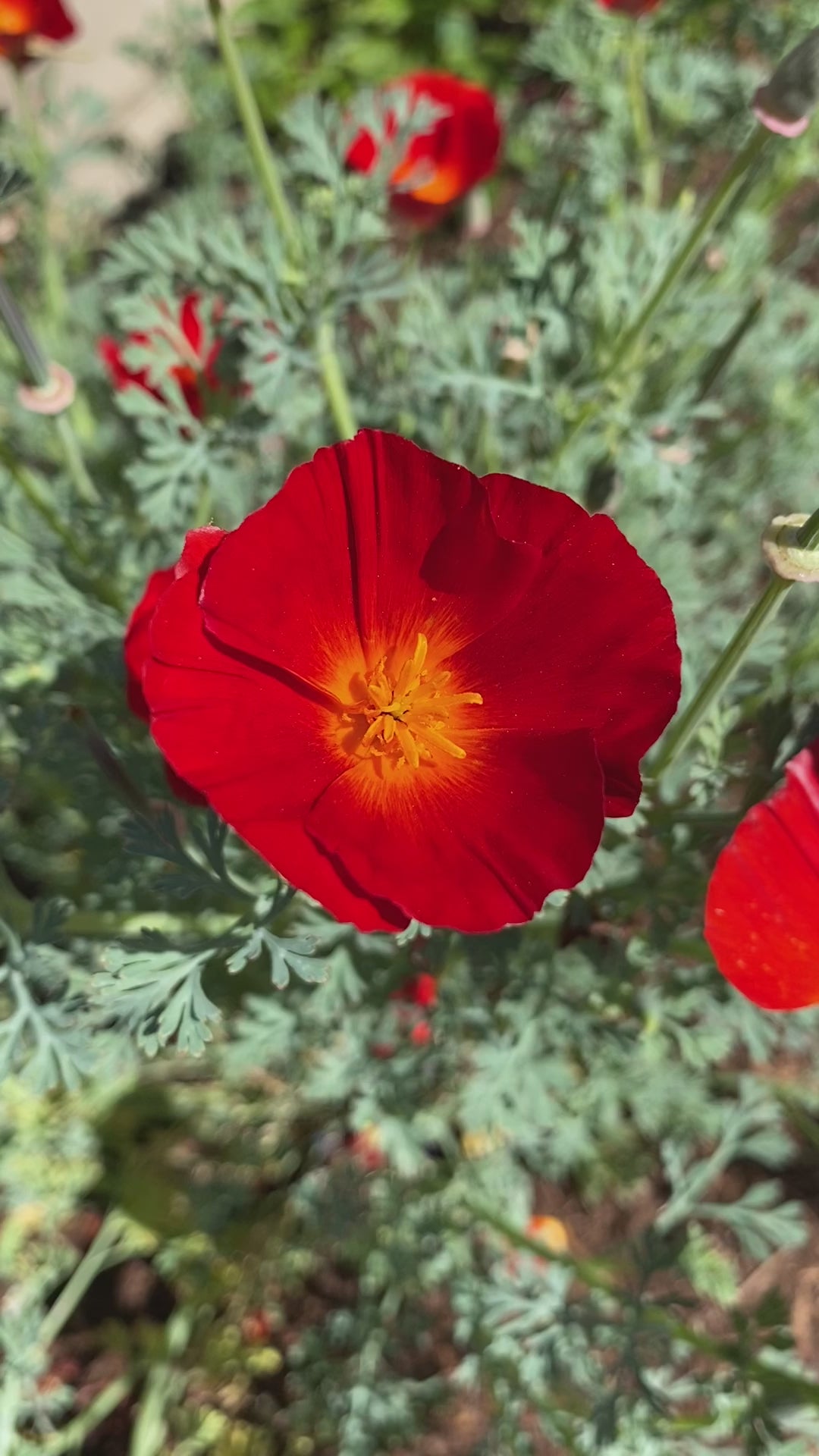 California Poppy "Red Chief" | Eschscholzia californica Seeds