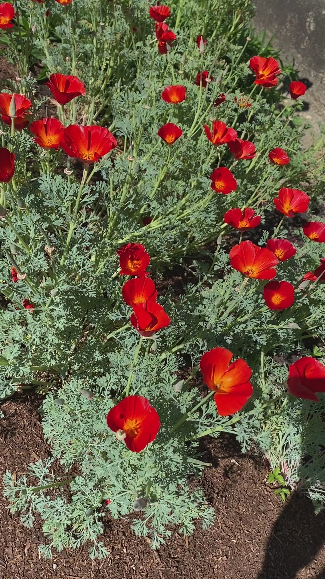 California Poppy "Red Chief" | Eschscholzia californica Seeds