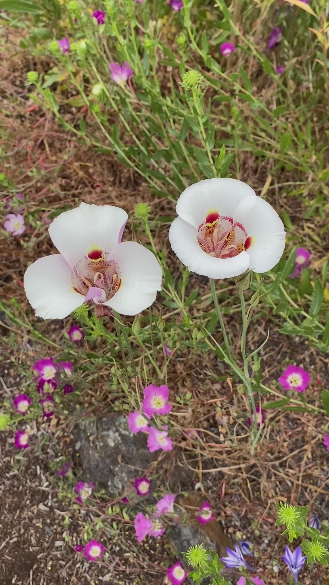 Butterfly Mariposa Lily | Calochortus Venustus - Seeds